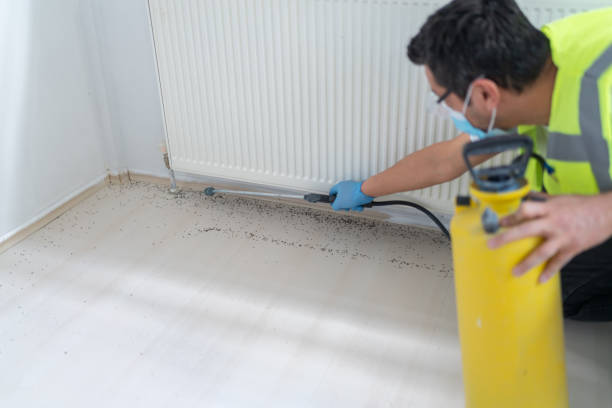 Best Affordable Pest Control Services  in Munsey Park, NY